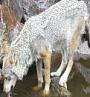 Grauwolf Grauwolf