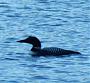 Loon Loon