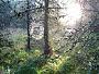 Pinus Pinus