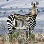 Bergzebra Bergzebra