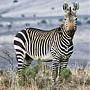 Bergzebra