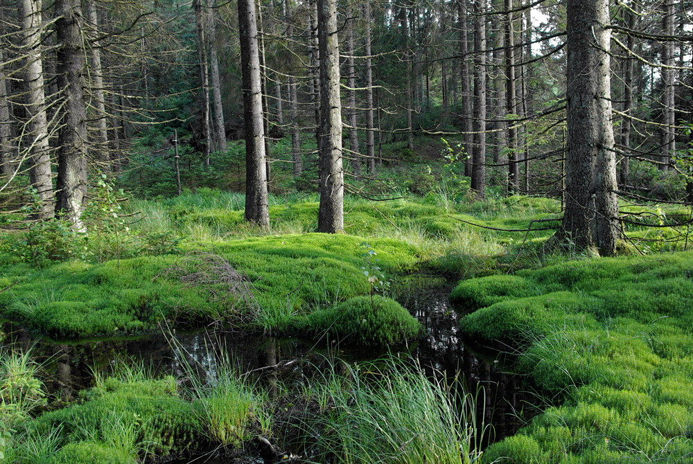 Mooswald Fotogalerie Fotos aus den Bereichen Outdoor, Trekking