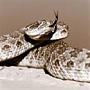 Viper