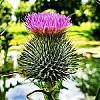 Thistle