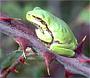 frosch