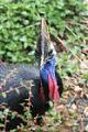 Cassowary