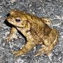 Bufo