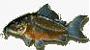 Corydoras99