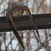 Bienenfresser