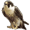 wanderfalke
