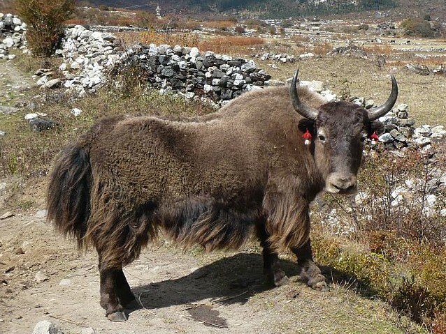 Klicke auf die Grafik für eine vergrößerte Ansicht

Name: 111 yak.jpg
Ansichten: 1405
Größe: 163,4 KB
ID: 3010271