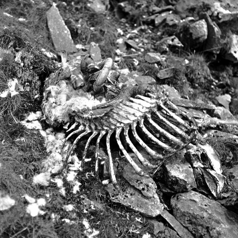 Klicke auf die Grafik für eine vergrößerte Ansicht  Name: 1956_0045_snowdon.jpg Ansichten: 0 Größe: 188,1 KB ID: 3013179
