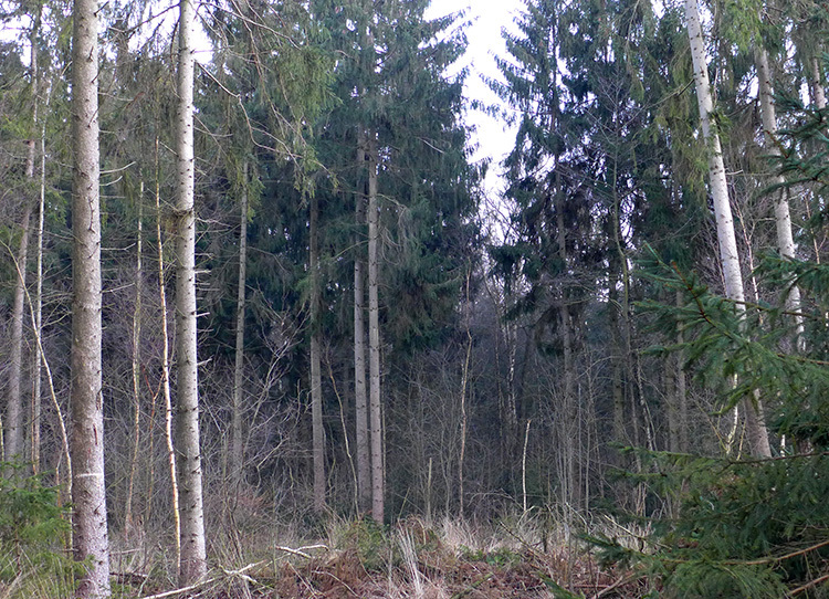 Klicke auf die Grafik für eine vergrößerte Ansicht

Name: Mariensee_20.jpg
Ansichten: 902
Größe: 290,6 KB
ID: 3015845