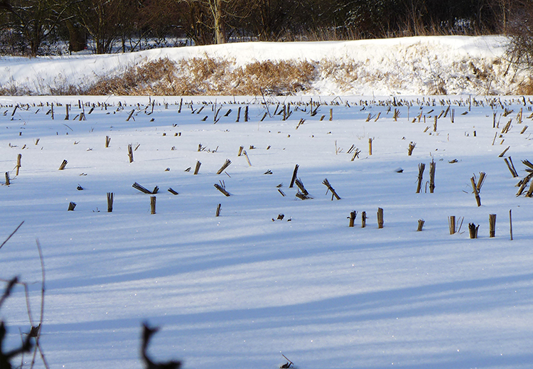 Klicke auf die Grafik für eine vergrößerte Ansicht  Name: Schneetag_04.jpg Ansichten: 0 Größe: 430,1 KB ID: 3019923