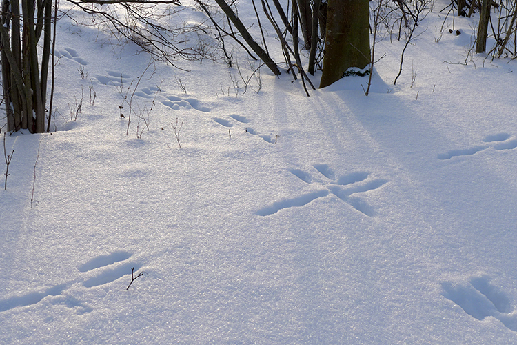 Klicke auf die Grafik für eine vergrößerte Ansicht  Name: Schneetag_11.jpg Ansichten: 0 Größe: 450,1 KB ID: 3019930