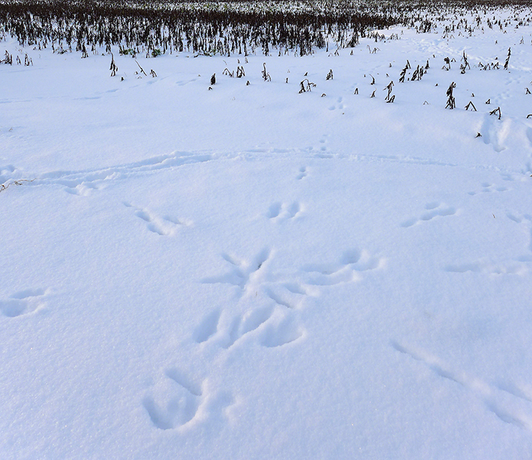 Klicke auf die Grafik für eine vergrößerte Ansicht  Name: Schneetag_13.jpg Ansichten: 0 Größe: 467,3 KB ID: 3019932