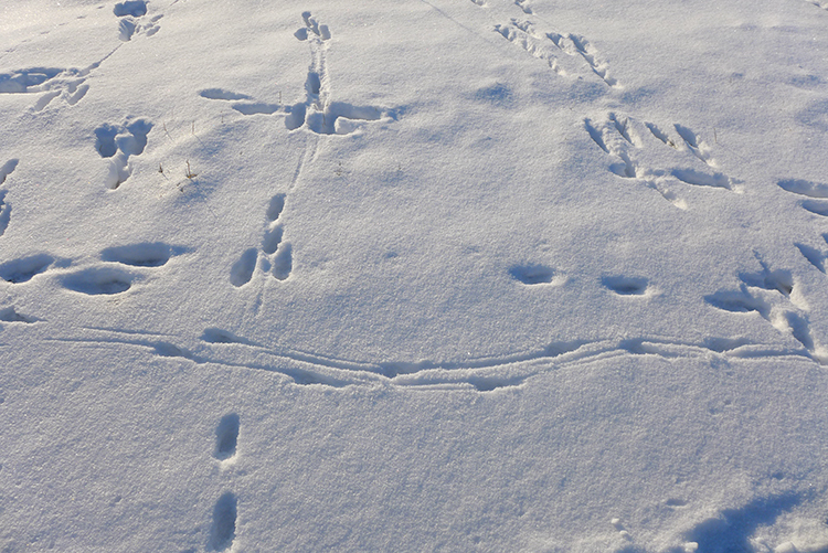 Klicke auf die Grafik für eine vergrößerte Ansicht  Name: Schneetag_17.jpg Ansichten: 0 Größe: 424,6 KB ID: 3021076