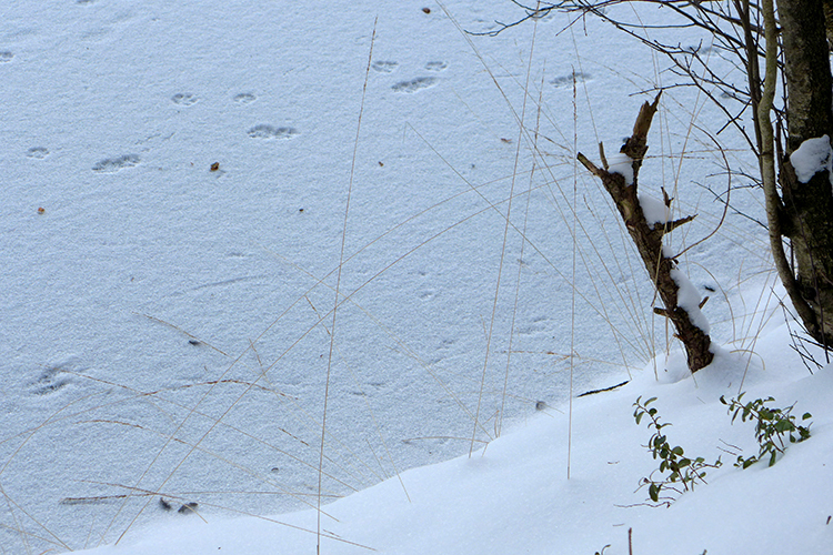 Klicke auf die Grafik für eine vergrößerte Ansicht  Name: Schneetag_30.jpg Ansichten: 0 Größe: 478,4 KB ID: 3021089