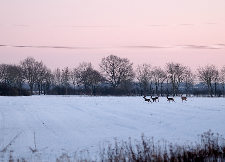 Klicke auf die Grafik für eine vergrößerte Ansicht  Name: Schneetag_32a.jpg Ansichten: 0 Größe: 243,8 KB ID: 3021091