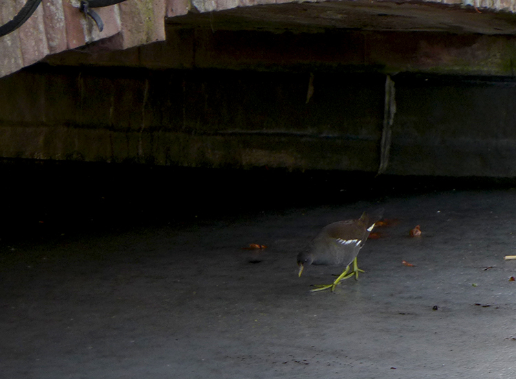 Klicke auf die Grafik für eine vergrößerte Ansicht

Name: Gruenfussvogel.jpg
Ansichten: 691
Größe: 245,8 KB
ID: 3023087