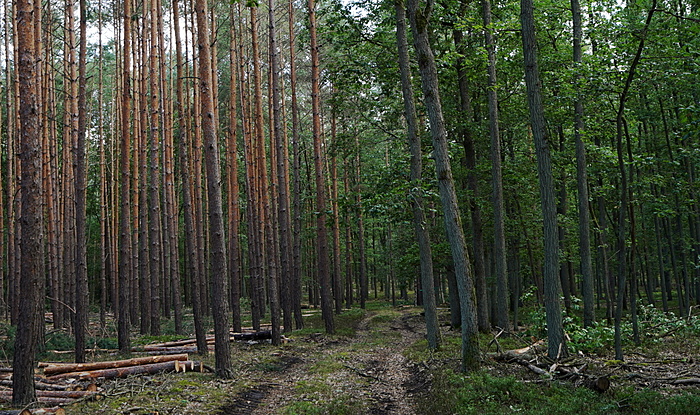 Klicke auf die Grafik für eine vergrößerte Ansicht

Name: Wald Brandeburg Kiefer und Natur.jpg
Ansichten: 397
Größe: 1,01 MB
ID: 3024104
