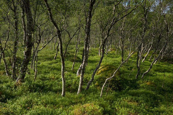 Klicke auf die Grafik für eine vergrößerte Ansicht  Name: 174_norge_08-2020_0941.jpg Ansichten: 0 Größe: 265,2 KB ID: 3025195