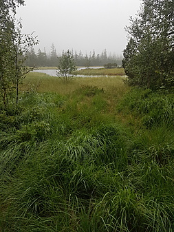Das Hohloh-Moor