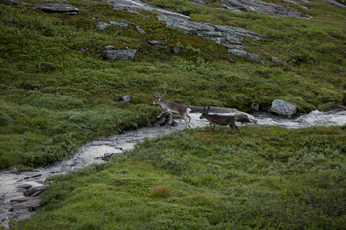 Klicke auf die Grafik für eine vergrößerte Ansicht  Name: 196_norge_08-2020_1049.jpg Ansichten: 0 Größe: 225,2 KB ID: 3025641