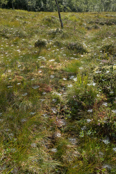 Klicke auf die Grafik für eine vergrößerte Ansicht  Name: 252_norge_08-2020_1382.jpg Ansichten: 0 Größe: 289,8 KB ID: 3026324