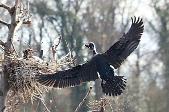 Klicke auf die Grafik für eine vergrößerte Ansicht  Name: baldeneysteig2.jpg Ansichten: 534 Größe: 402,6 KB ID: 3030666