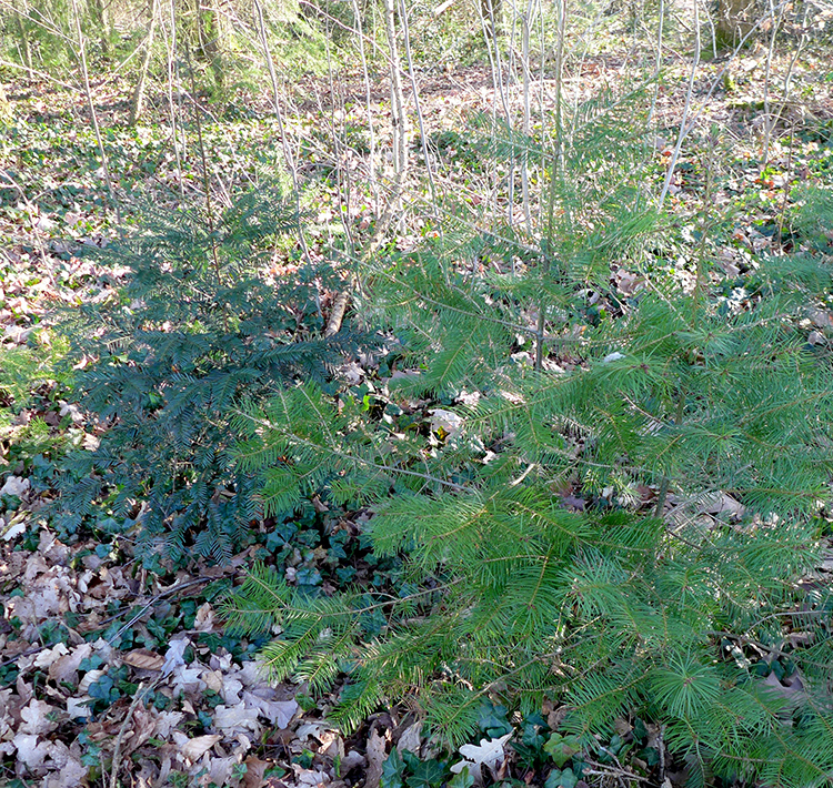 Klicke auf die Grafik für eine vergrößerte Ansicht

Name: Nadelbaum_2.jpg
Ansichten: 220
Größe: 954,3 KB
ID: 3032957