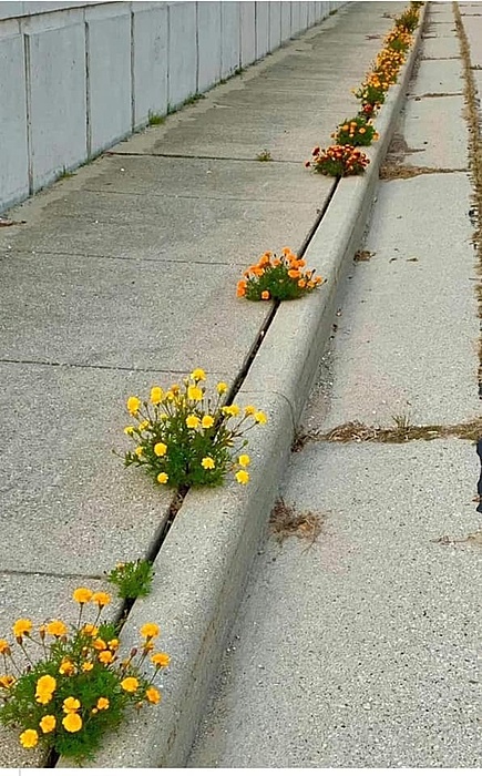 Klicke auf die Grafik für eine vergrößerte Ansicht

Name: geht doch Blumen.jpg
Ansichten: 408
Größe: 121,3 KB
ID: 3035751