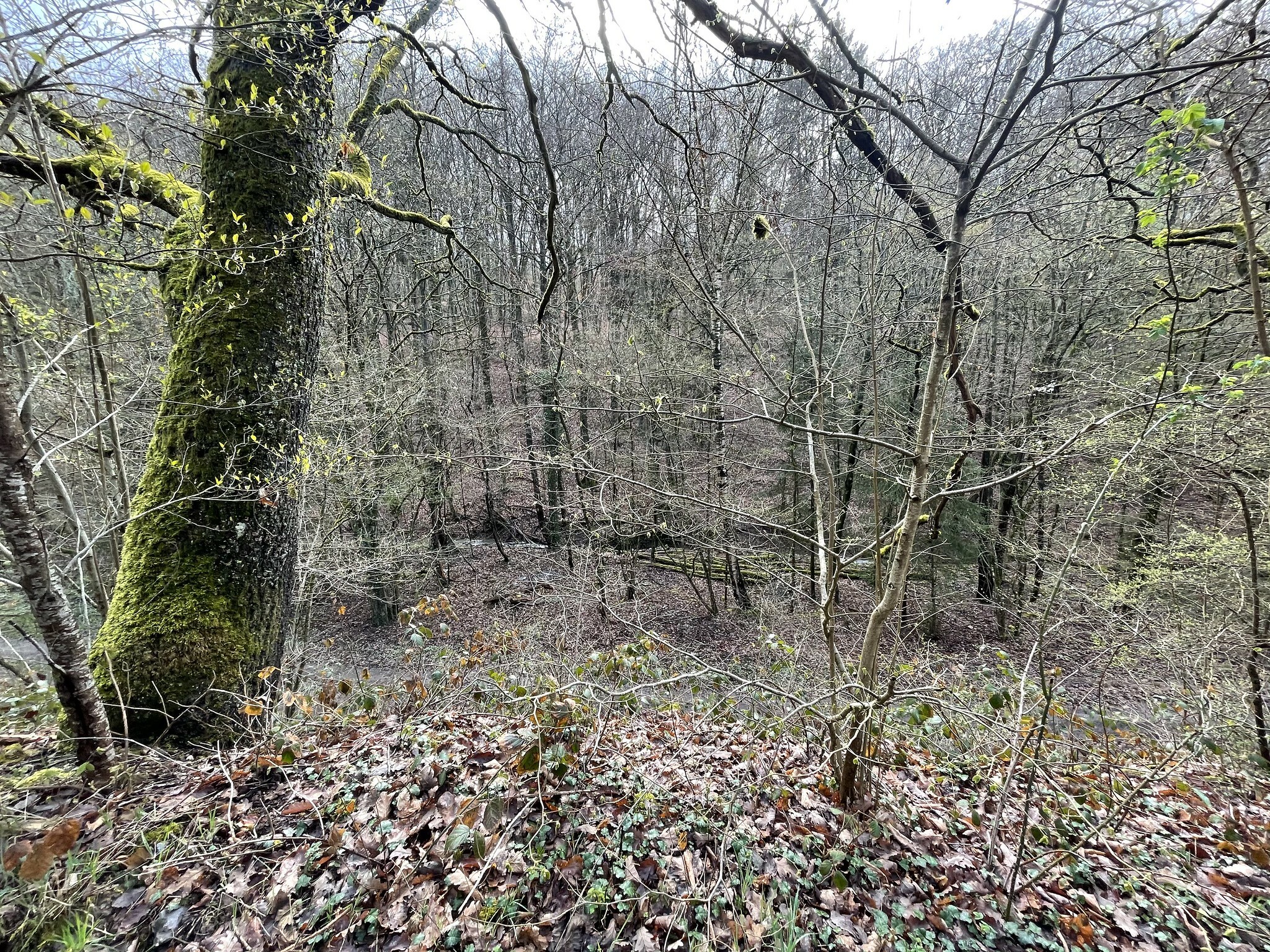 Klicke auf die Grafik für eine vergrößerte Ansicht  Name: 51117831818_a7f59fd415_k.jpg Ansichten: 0 Größe: 1,91 MB ID: 3039480