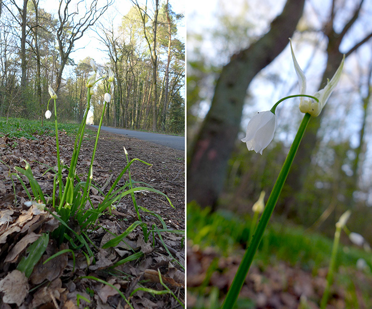 Klicke auf die Grafik für eine vergrößerte Ansicht

Name: Gloeckchenblume.jpg
Ansichten: 189
Größe: 259,6 KB
ID: 3039797