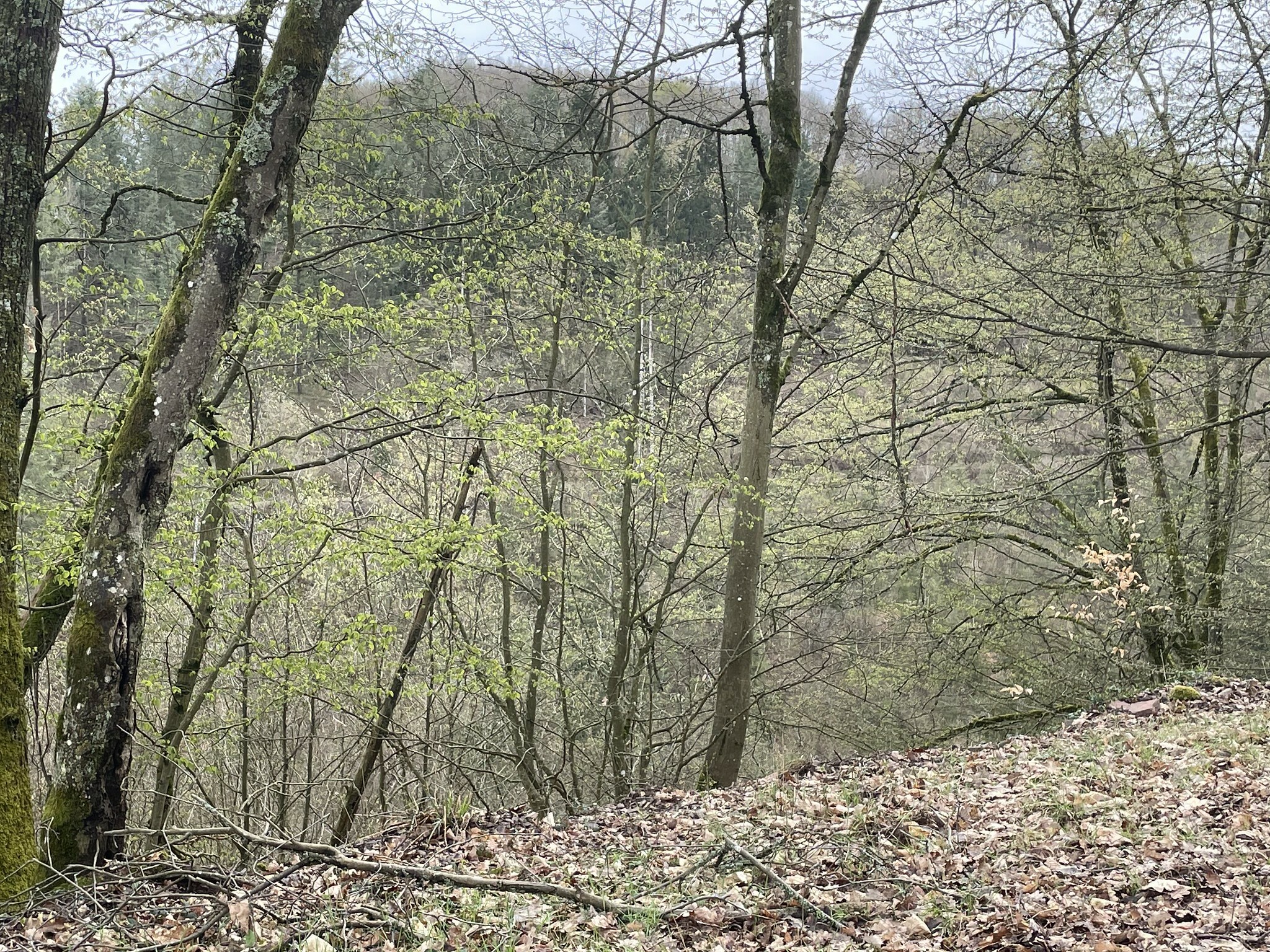 Klicke auf die Grafik für eine vergrößerte Ansicht  Name: 51126244778_407a0fb0ea_k.jpg Ansichten: 0 Größe: 1,57 MB ID: 3040324