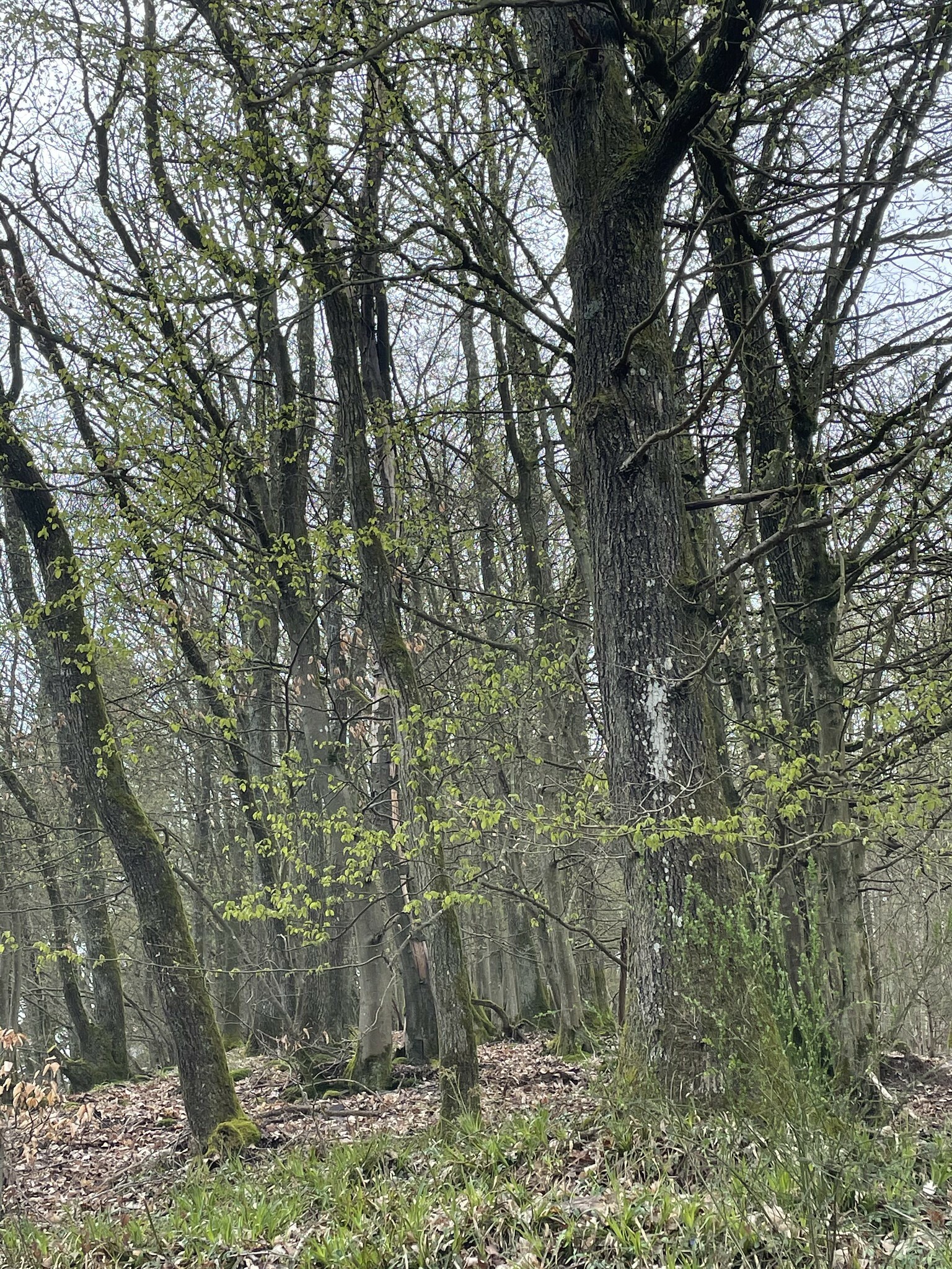 Klicke auf die Grafik für eine vergrößerte Ansicht  Name: 51126244893_5fd68ac3d0_k.jpg Ansichten: 0 Größe: 1,50 MB ID: 3040325