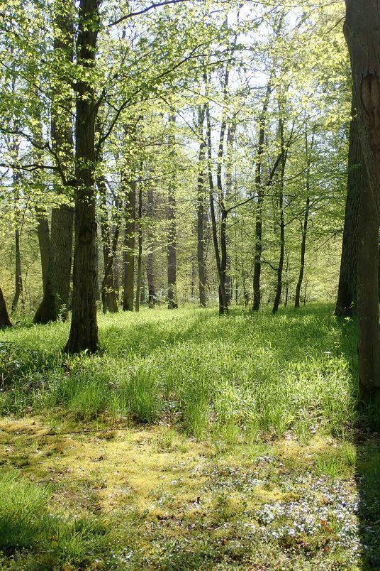 Klicke auf die Grafik für eine vergrößerte Ansicht

Name: Aprilwald OE254.jpg
Ansichten: 370
Größe: 186,1 KB
ID: 3040520