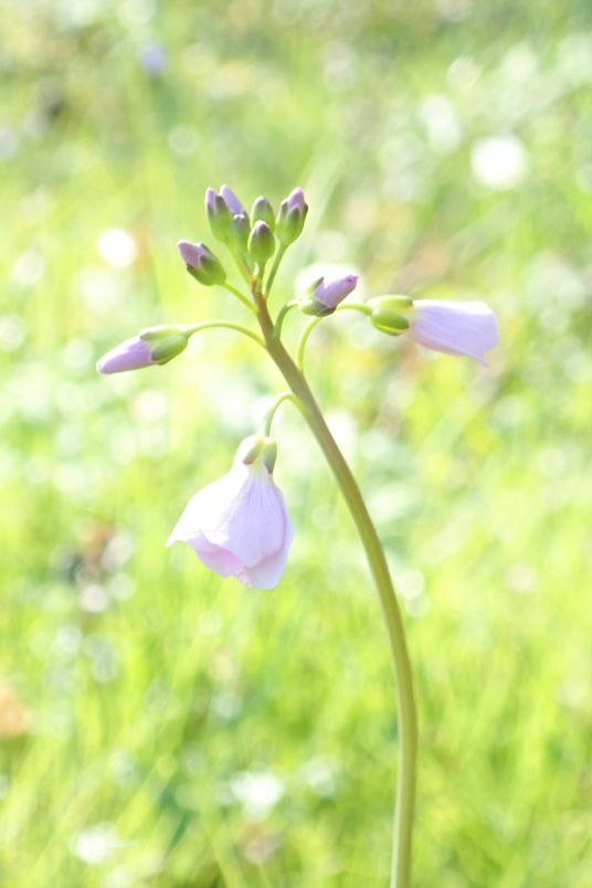 Klicke auf die Grafik für eine vergrößerte Ansicht

Name: Wiesenschaumkraut OE254.jpg
Ansichten: 356
Größe: 39,9 KB
ID: 3040523