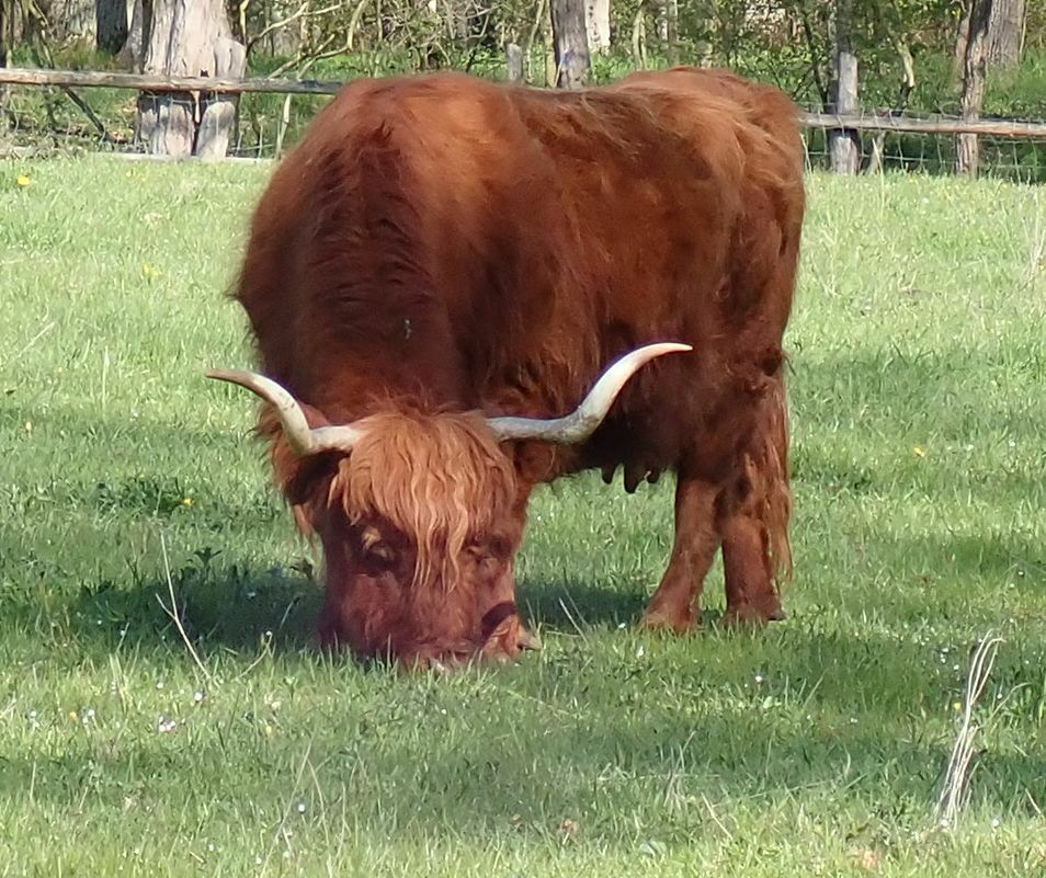 Klicke auf die Grafik für eine vergrößerte Ansicht

Name: Kuhfrisst OE254.jpg
Ansichten: 358
Größe: 180,8 KB
ID: 3040524