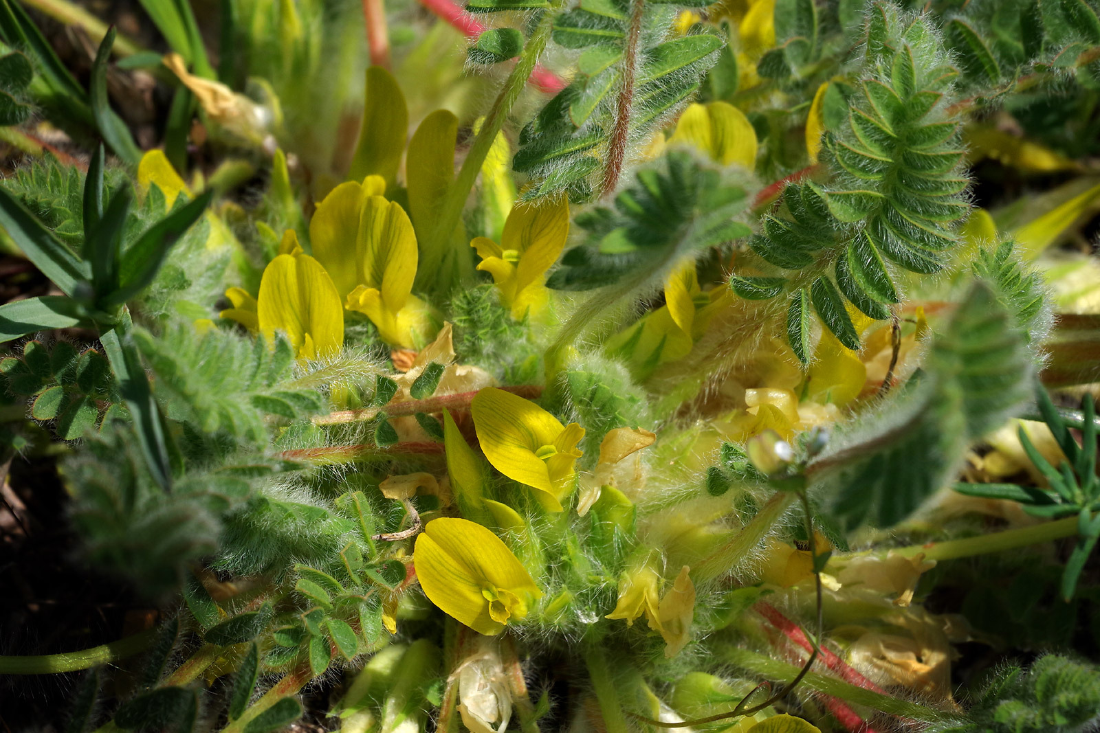 Klicke auf die Grafik für eine vergrößerte Ansicht

Name: Astragalus-exscapus02.jpg
Ansichten: 210
Größe: 533,4 KB
ID: 3042448