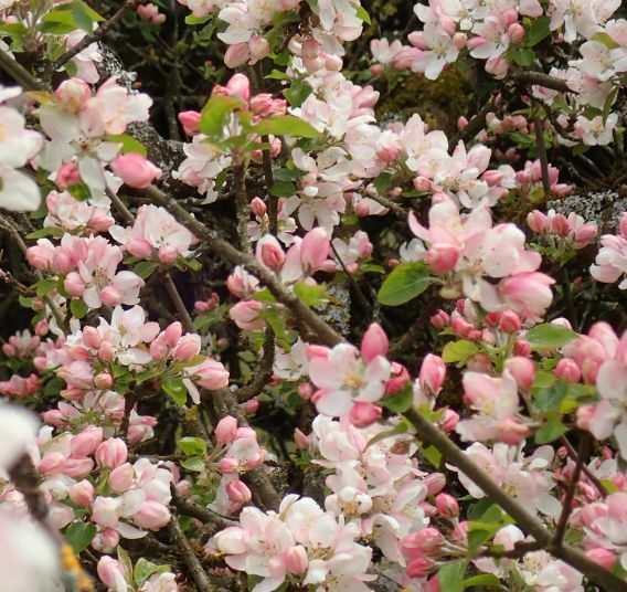 Klicke auf die Grafik für eine vergrößerte Ansicht  Name: Apfelblüten OE15.jpg Ansichten: 0 Größe: 84,7 KB ID: 3042979