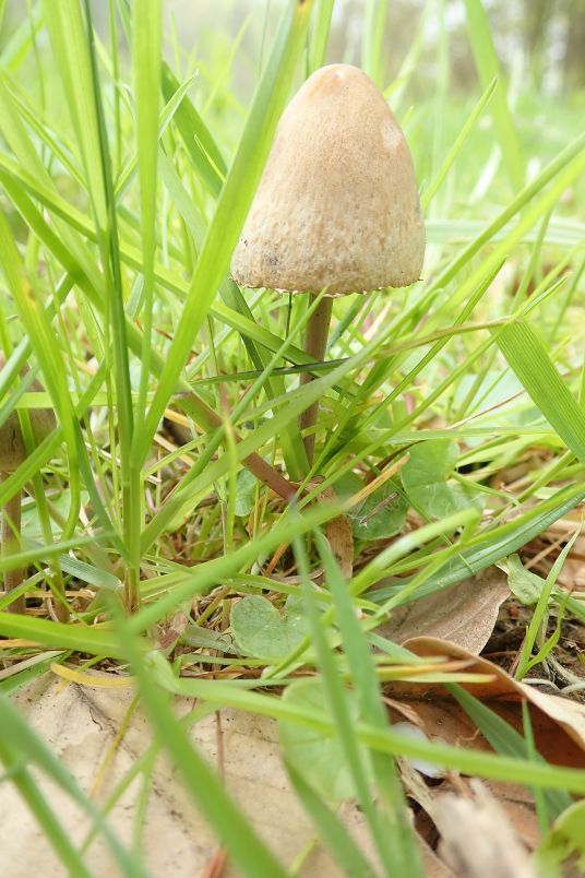Klicke auf die Grafik für eine vergrößerte Ansicht  Name: Pilz OE15.jpg Ansichten: 0 Größe: 82,4 KB ID: 3042984