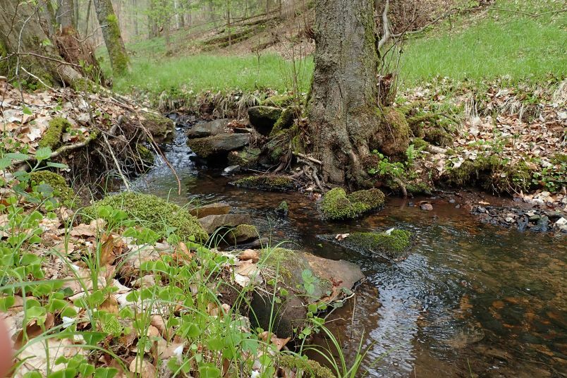 Klicke auf die Grafik für eine vergrößerte Ansicht  Name: Waldbach OE25.jpg Ansichten: 0 Größe: 161,4 KB ID: 3043070