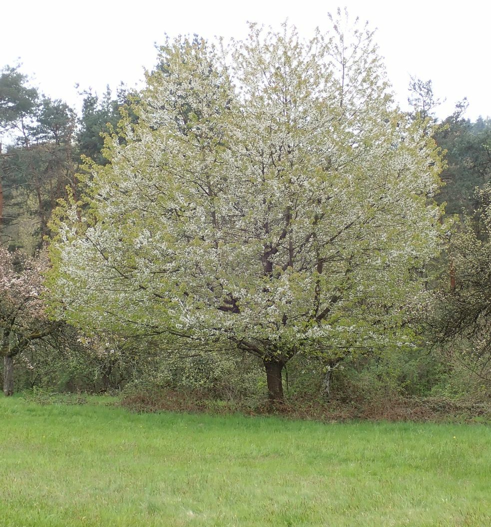 Klicke auf die Grafik für eine vergrößerte Ansicht

Name: FC Mein Freund der Baum 01.jpg
Ansichten: 172
Größe: 313,4 KB
ID: 3043864
