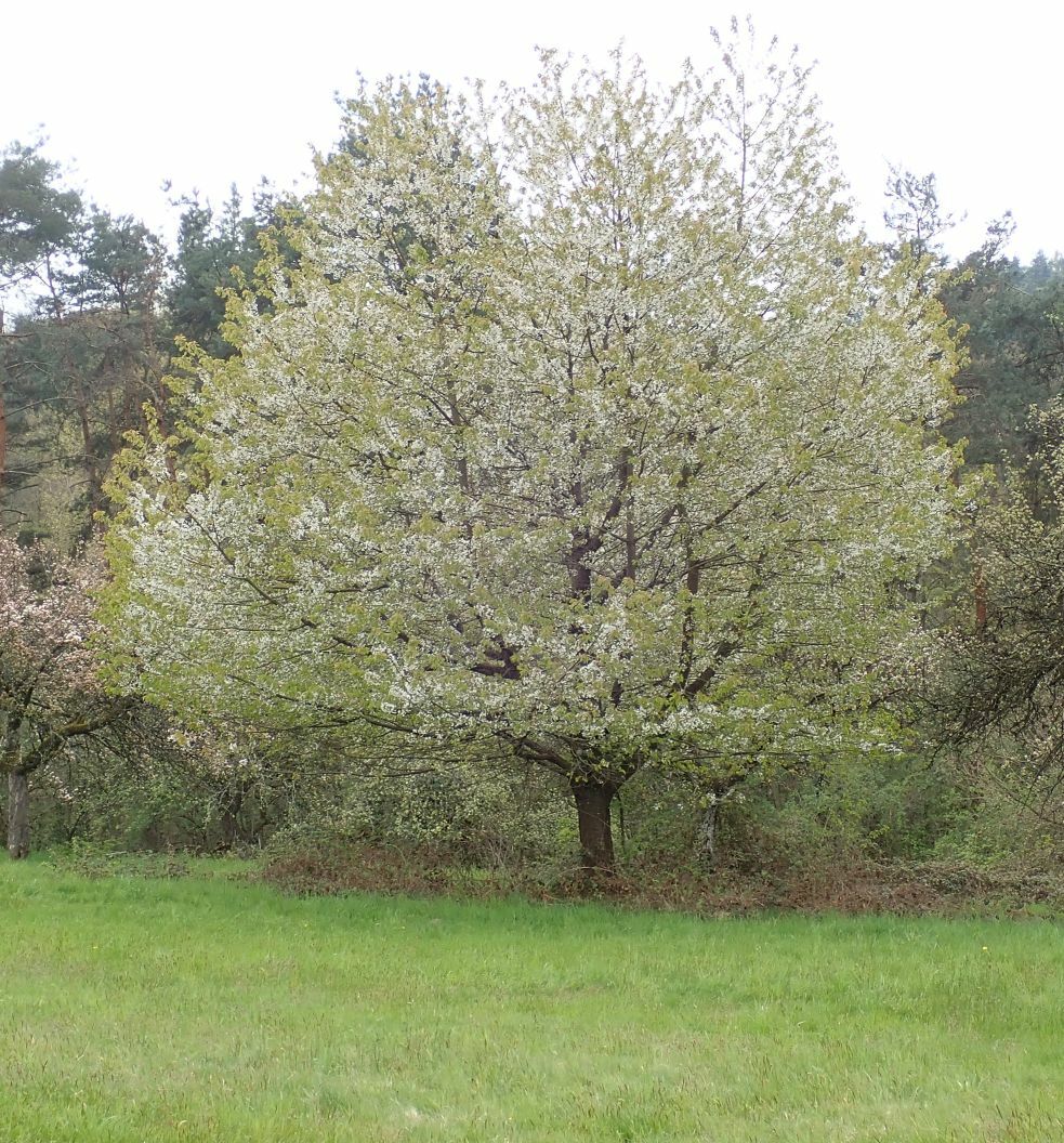 Klicke auf die Grafik für eine vergrößerte Ansicht

Name: FC Mein Freund der Baum 01.jpg
Ansichten: 156
Größe: 313,4 KB
ID: 3043864