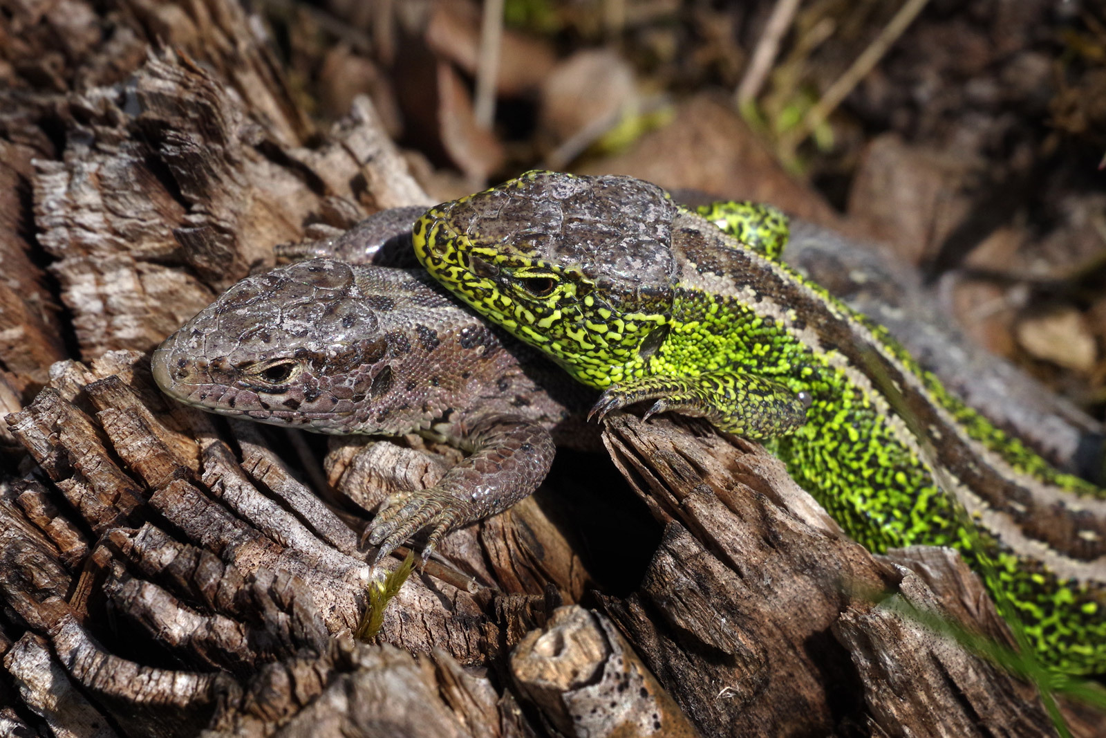 Klicke auf die Grafik für eine vergrößerte Ansicht  Name: Lacerta-agilis04.jpg Ansichten: 0 Größe: 581,9 KB ID: 3044833