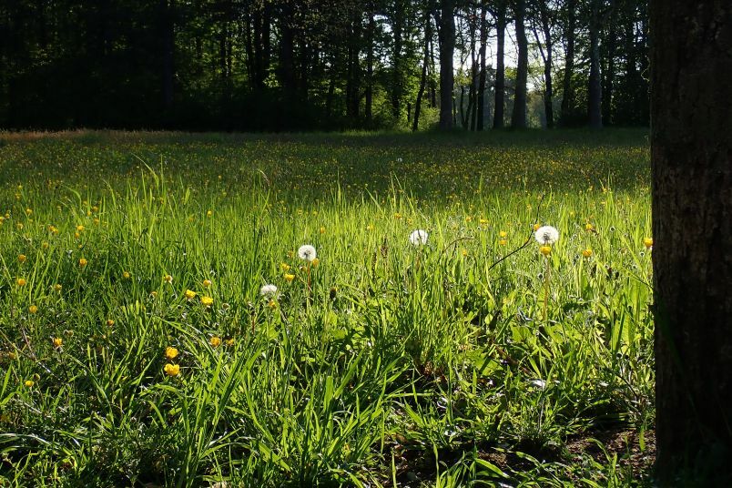 Klicke auf die Grafik für eine vergrößerte Ansicht  Name: Blumenwiese OE95.jpg Ansichten: 0 Größe: 152,9 KB ID: 3045118