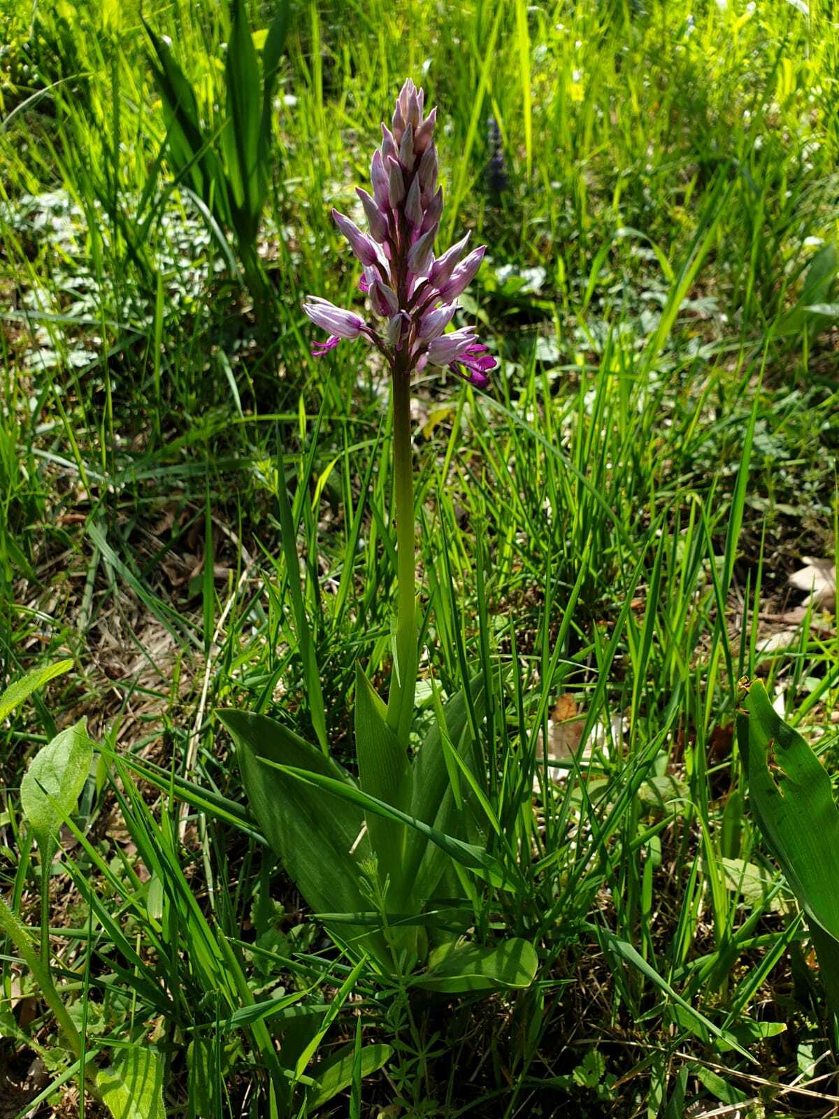 Klicke auf die Grafik für eine vergrößerte Ansicht

Name: Orchis militaris (2).jpeg
Ansichten: 210
Größe: 292,4 KB
ID: 3045179