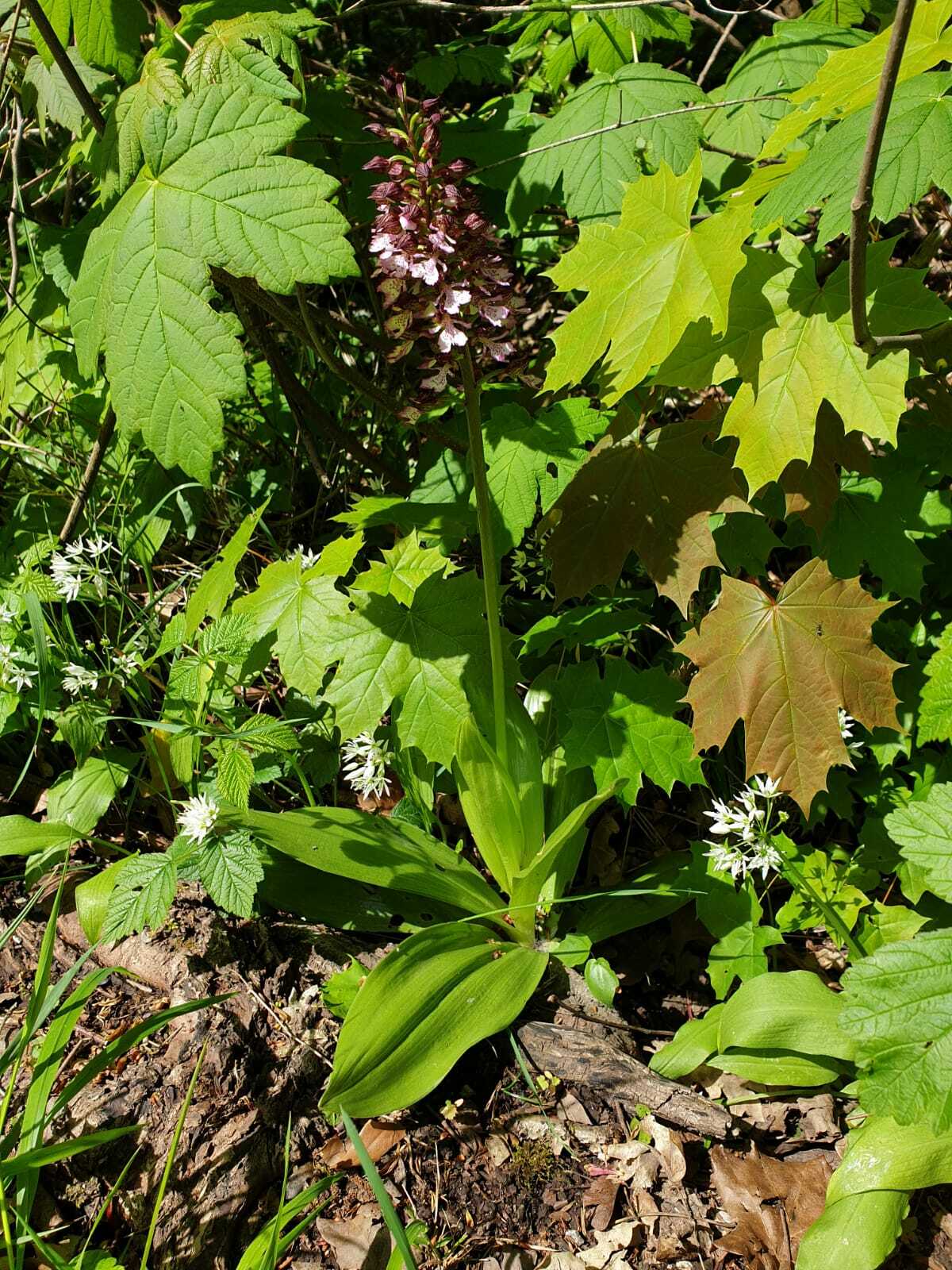 Klicke auf die Grafik für eine vergrößerte Ansicht

Name: Orchis purpurea (6).jpeg
Ansichten: 194
Größe: 306,3 KB
ID: 3045180