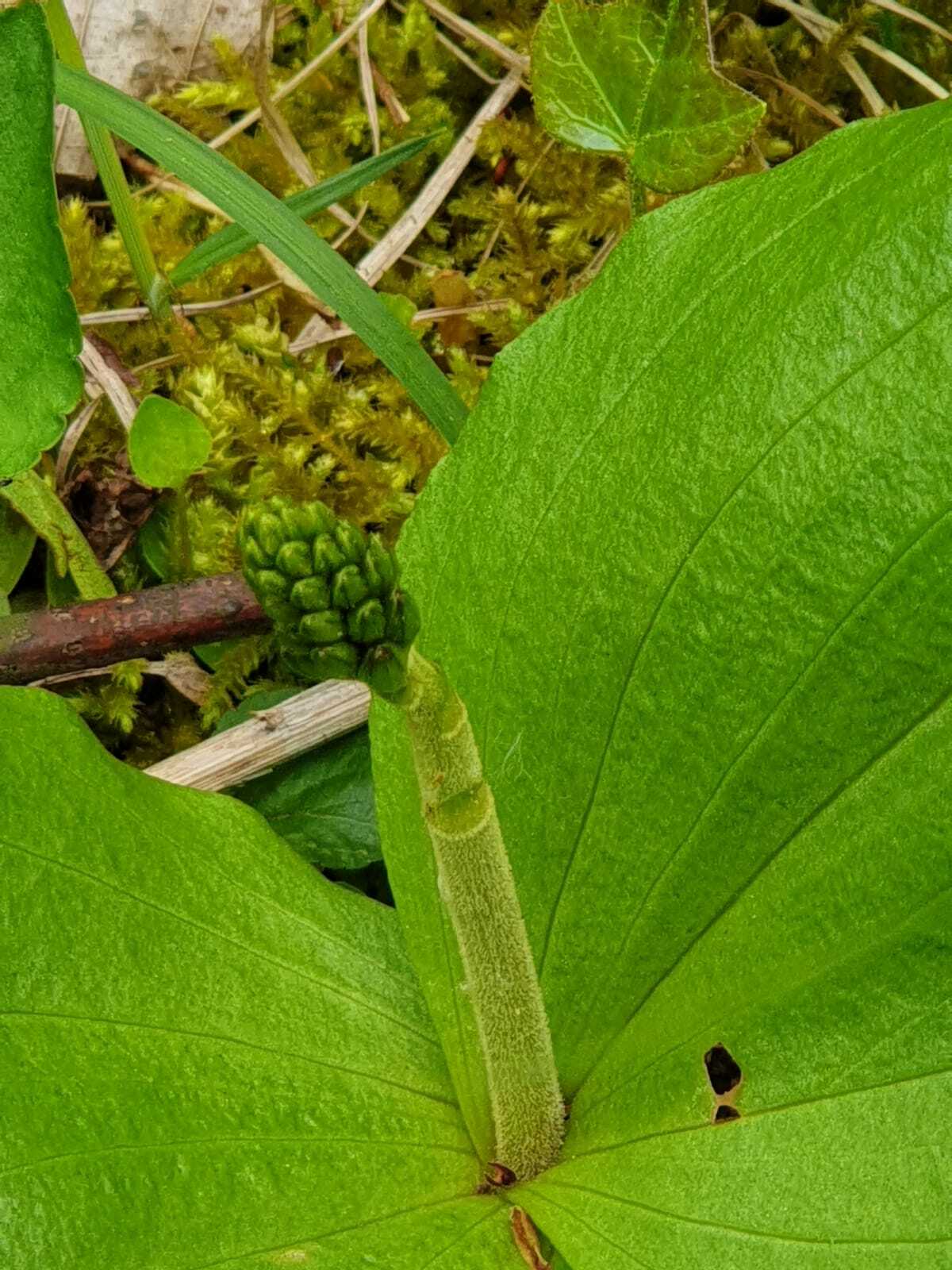 Klicke auf die Grafik für eine vergrößerte Ansicht

Name: Neottia ovata (2).jpeg
Ansichten: 260
Größe: 200,0 KB
ID: 3045181